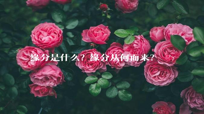 缘分是什么？缘分从何而来？